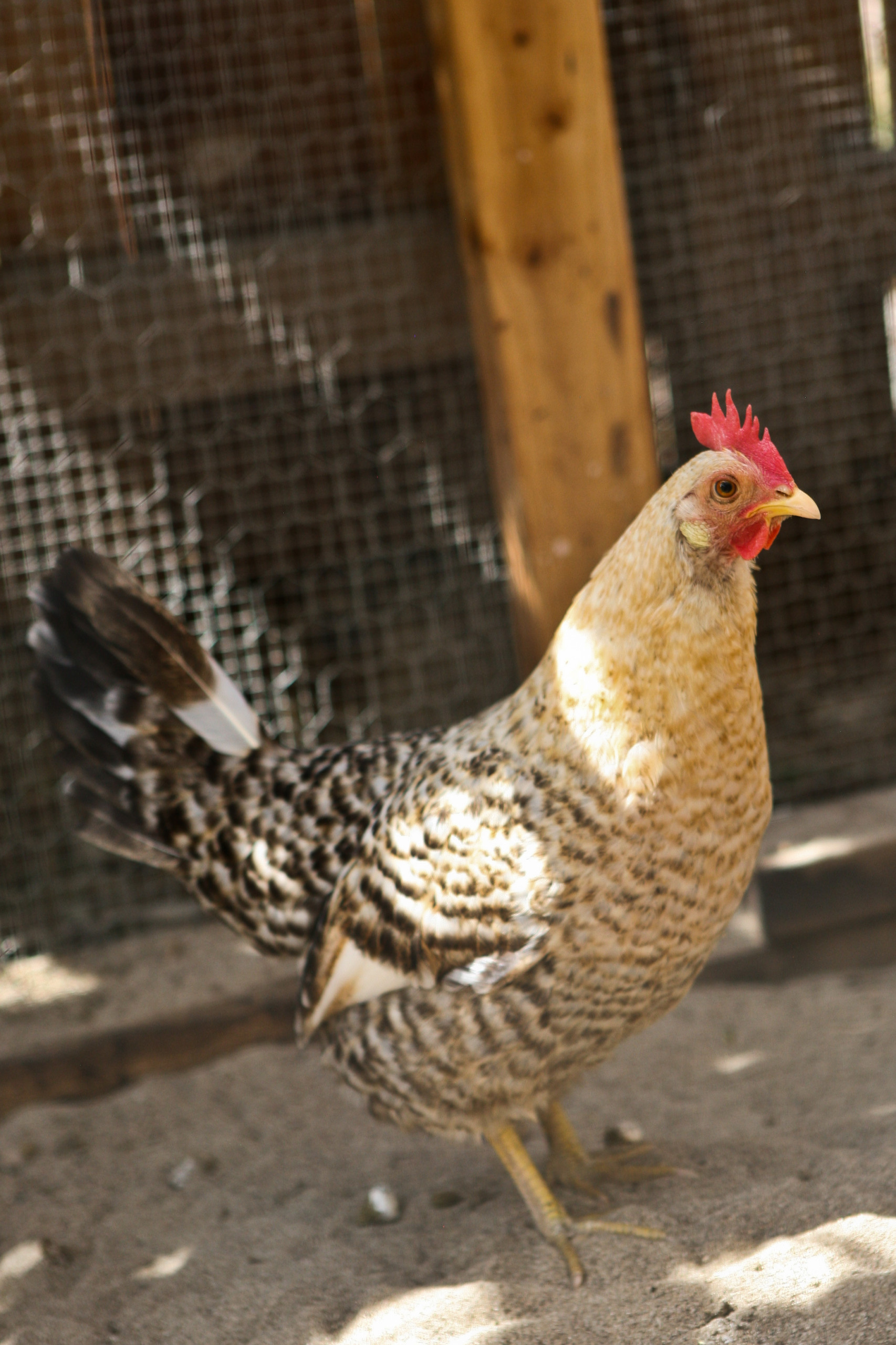 Вопрос: Как построить курятник своими руками