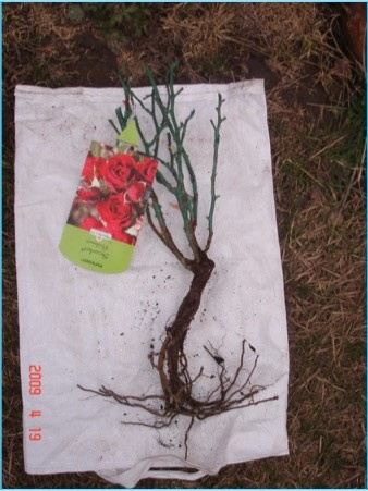 Личный опыт: Скорая помощь для роз