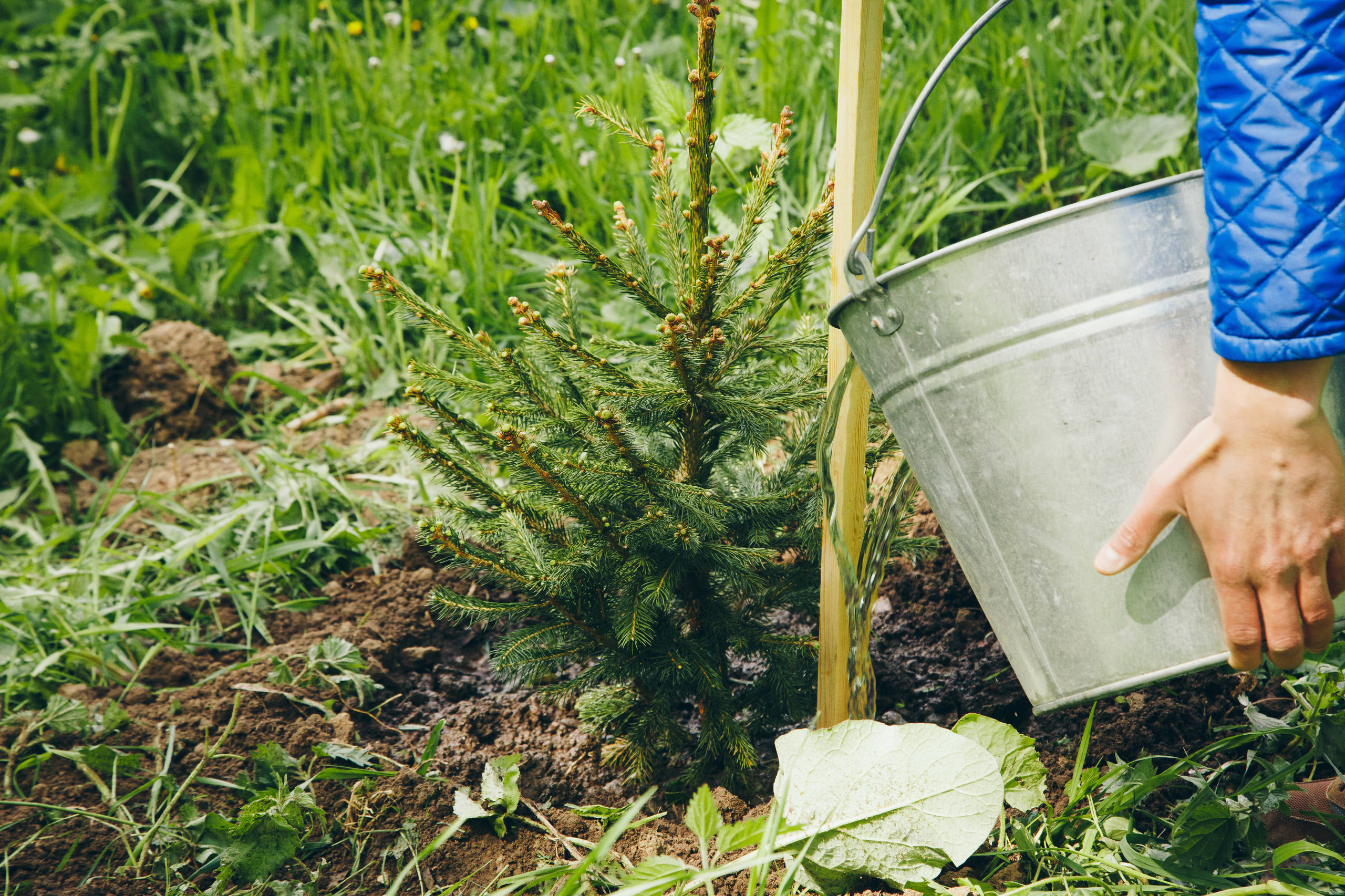 Как правильно: Посадить сад осенью