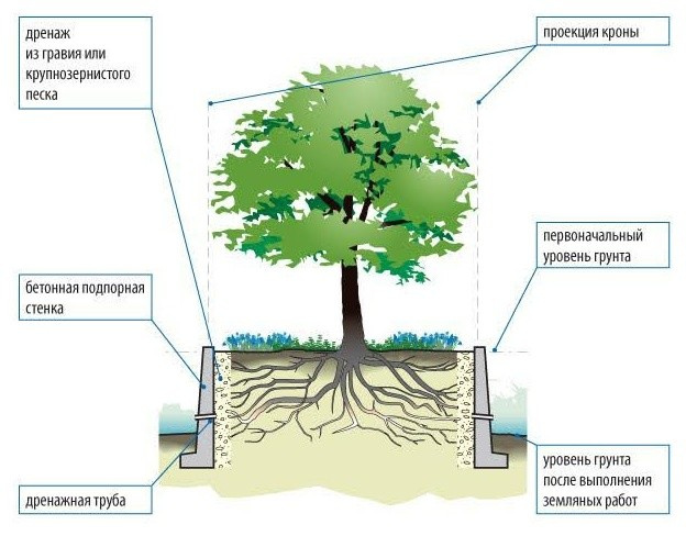 Хороший вопрос: Как спасти деревья на участке во время стройки дома
