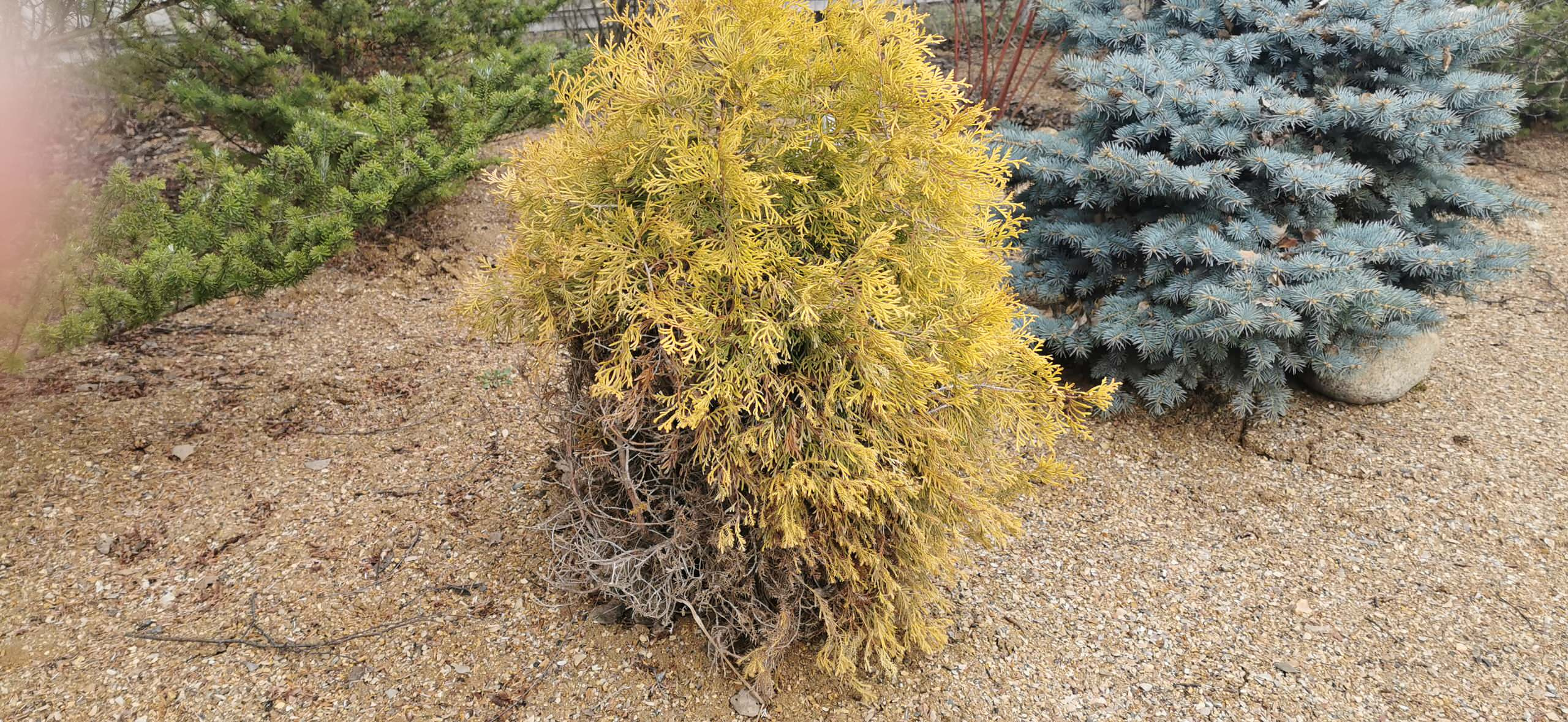 Как правильно: Реанимировать деревья и кусты весной