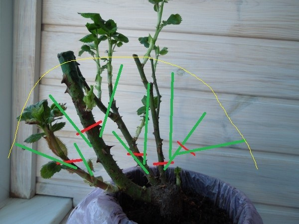 Личный опыт: Скорая помощь для роз