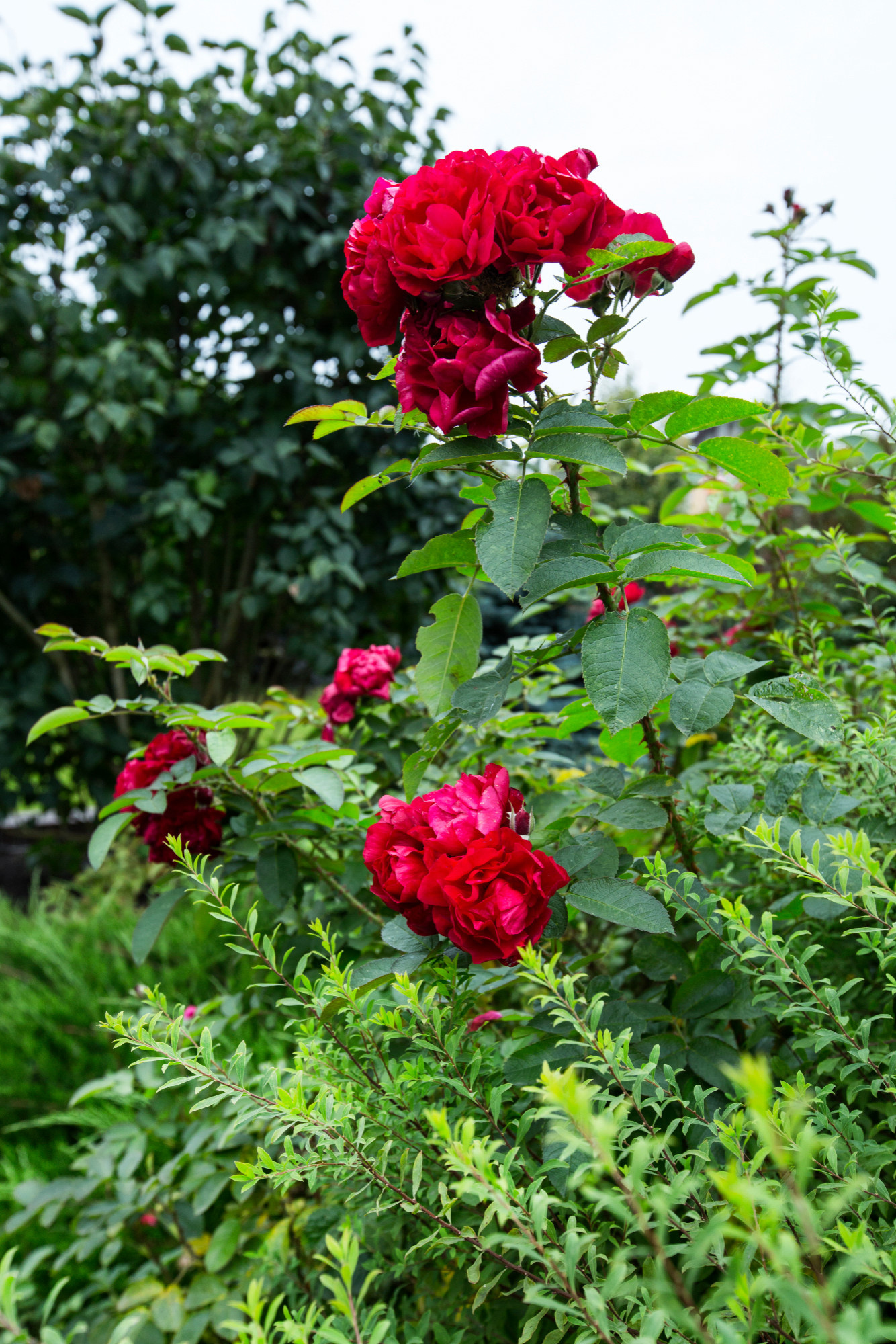 Проект недели: Сад для жизни с растениями на подпорных стенах