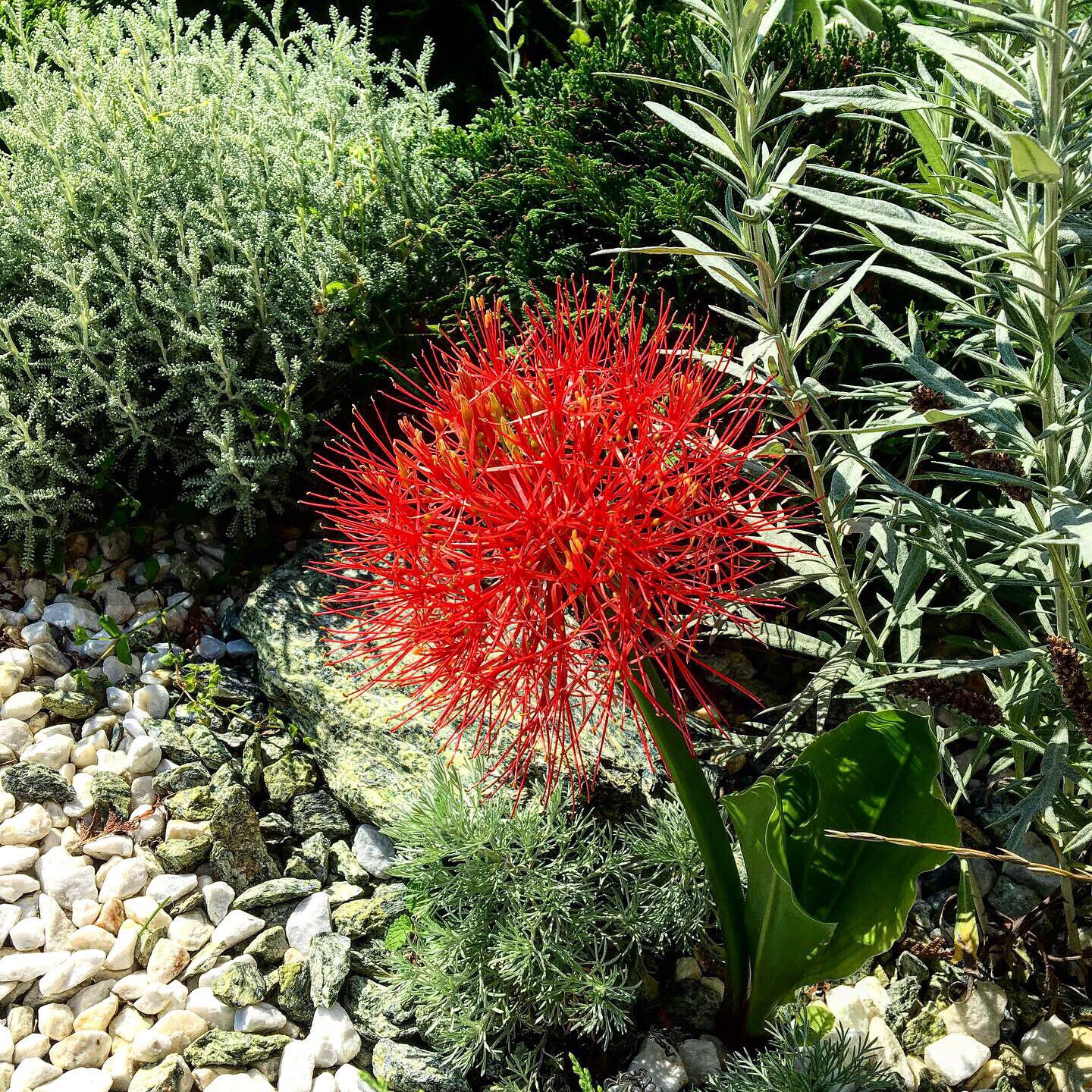 Что-то с чем-то: Как создавать композиции из растений