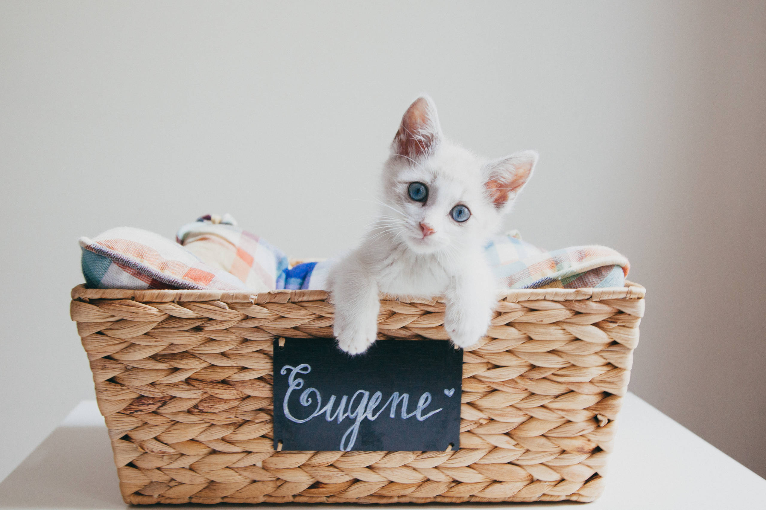 Фотоохота: Домики для кошек своими руками — 40 идей