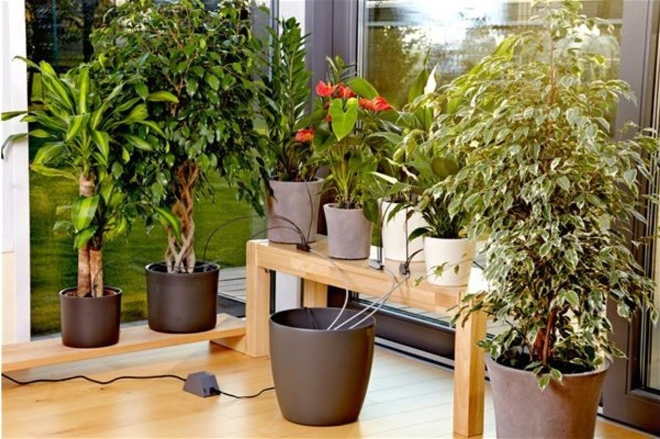 Четыре способа поливать цветы, когда вас нет дома