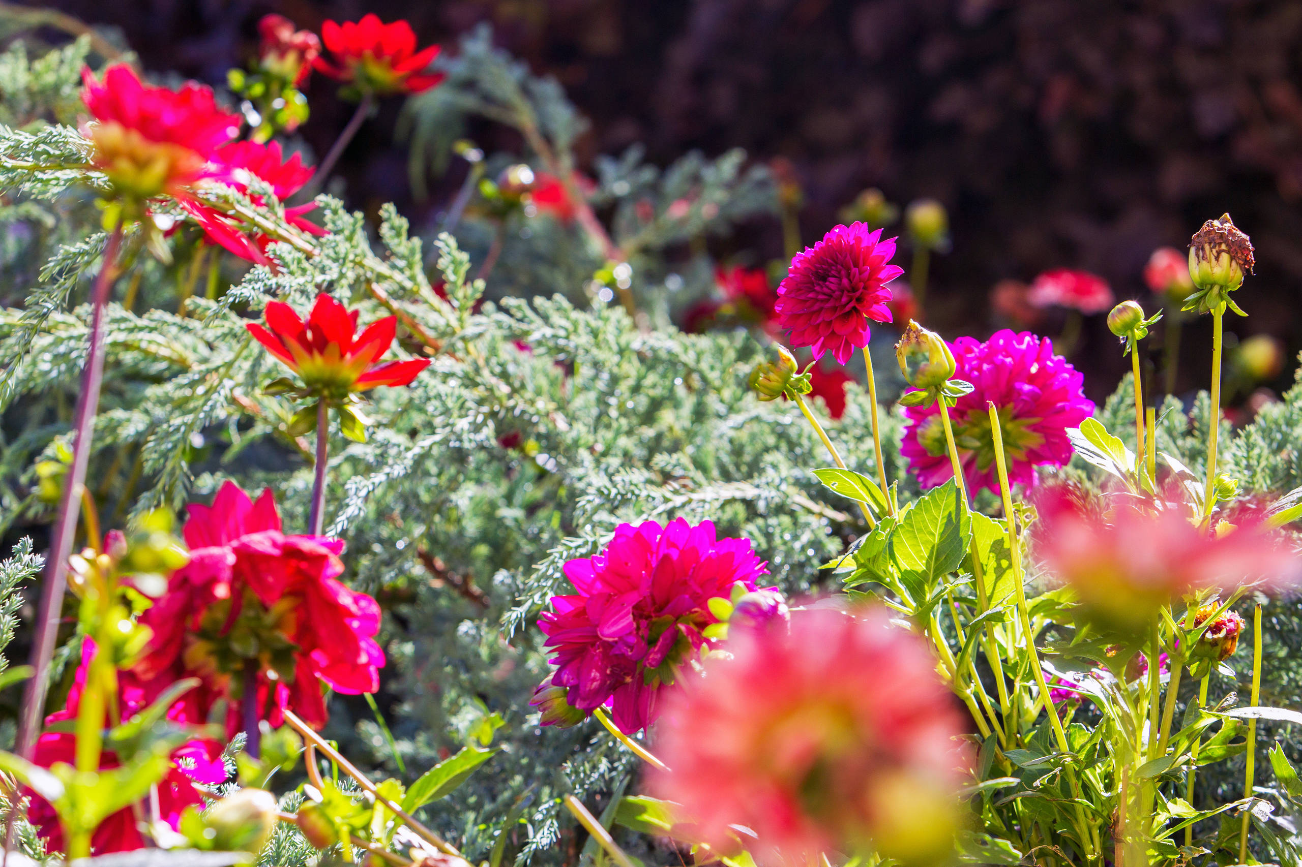 В гостях: Подмосковный сад со средиземноморским характером