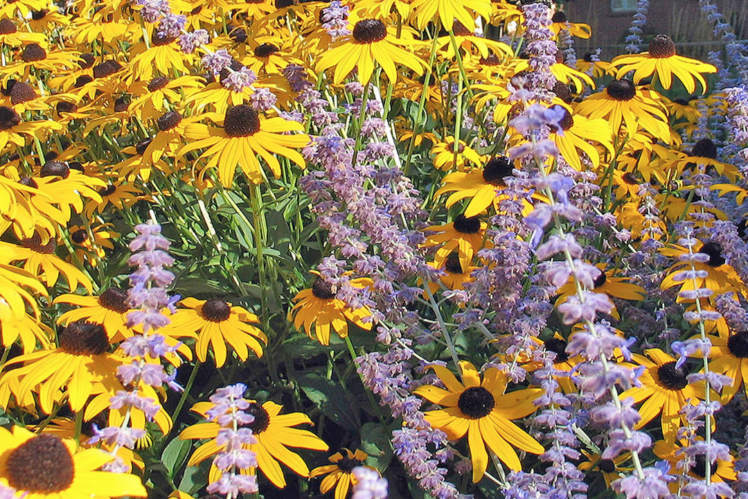 Ваш участок 10 соток? —Забудьте о саде «новой волны»