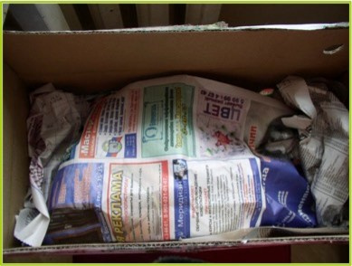 Как правильно: Сохранить саженцы роз до посадки