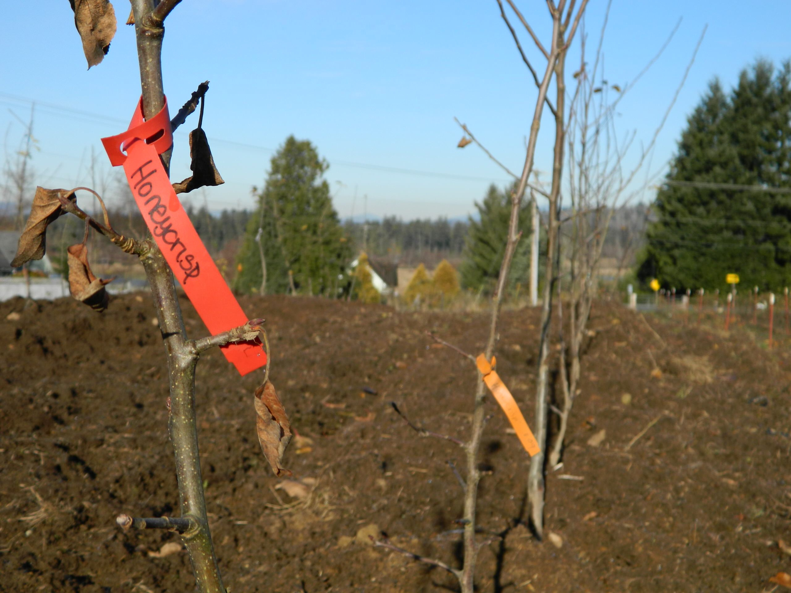 Как правильно: Посадить сад осенью