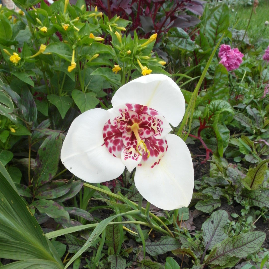 Что-то с чем-то: Как создавать композиции из растений