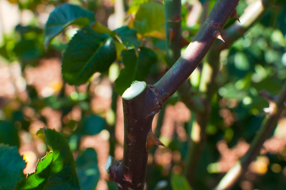 Как правильно: Ухаживать за розами летом