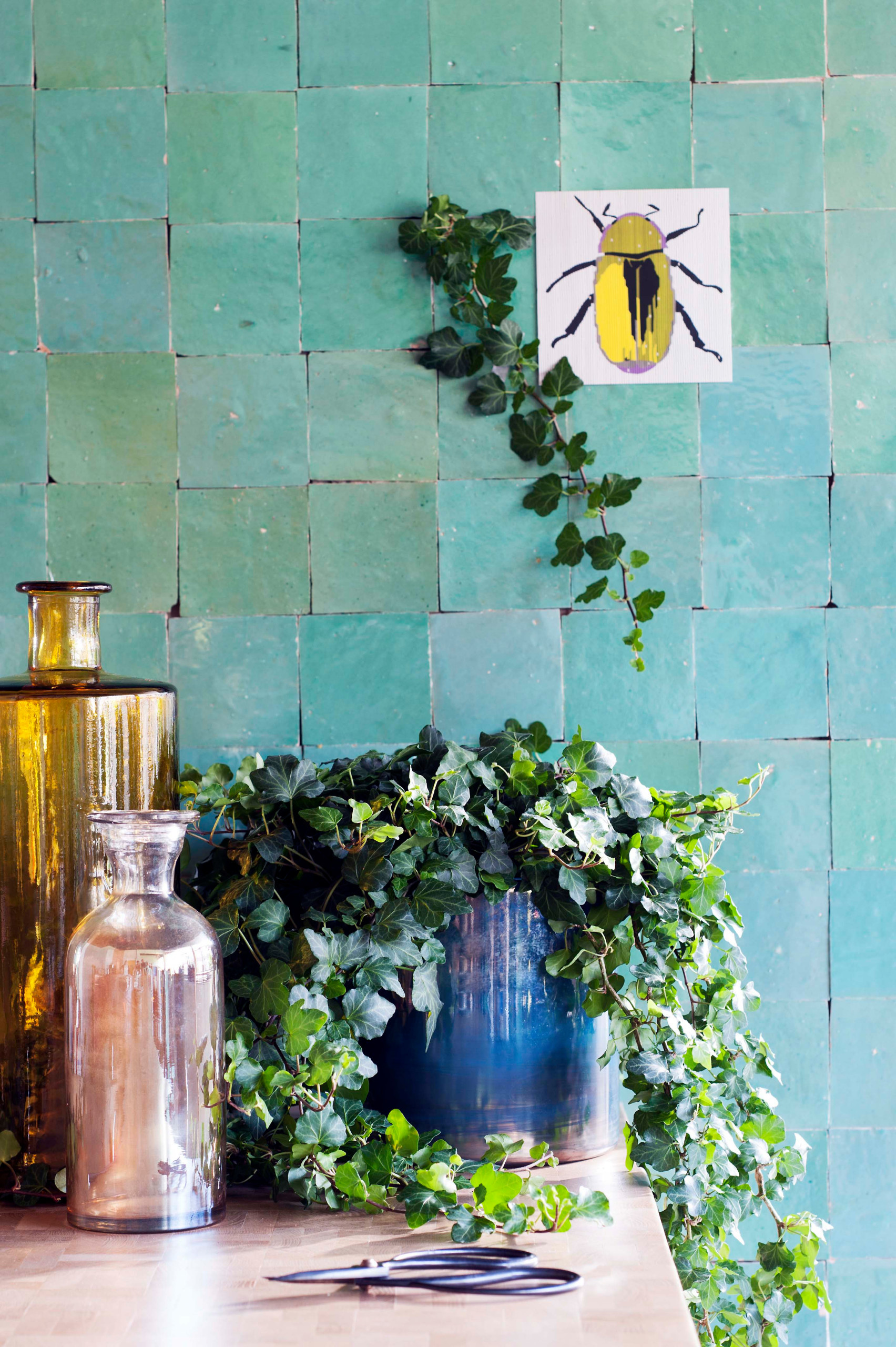 Азбука растениевода: Комнатные растения для темных помещений