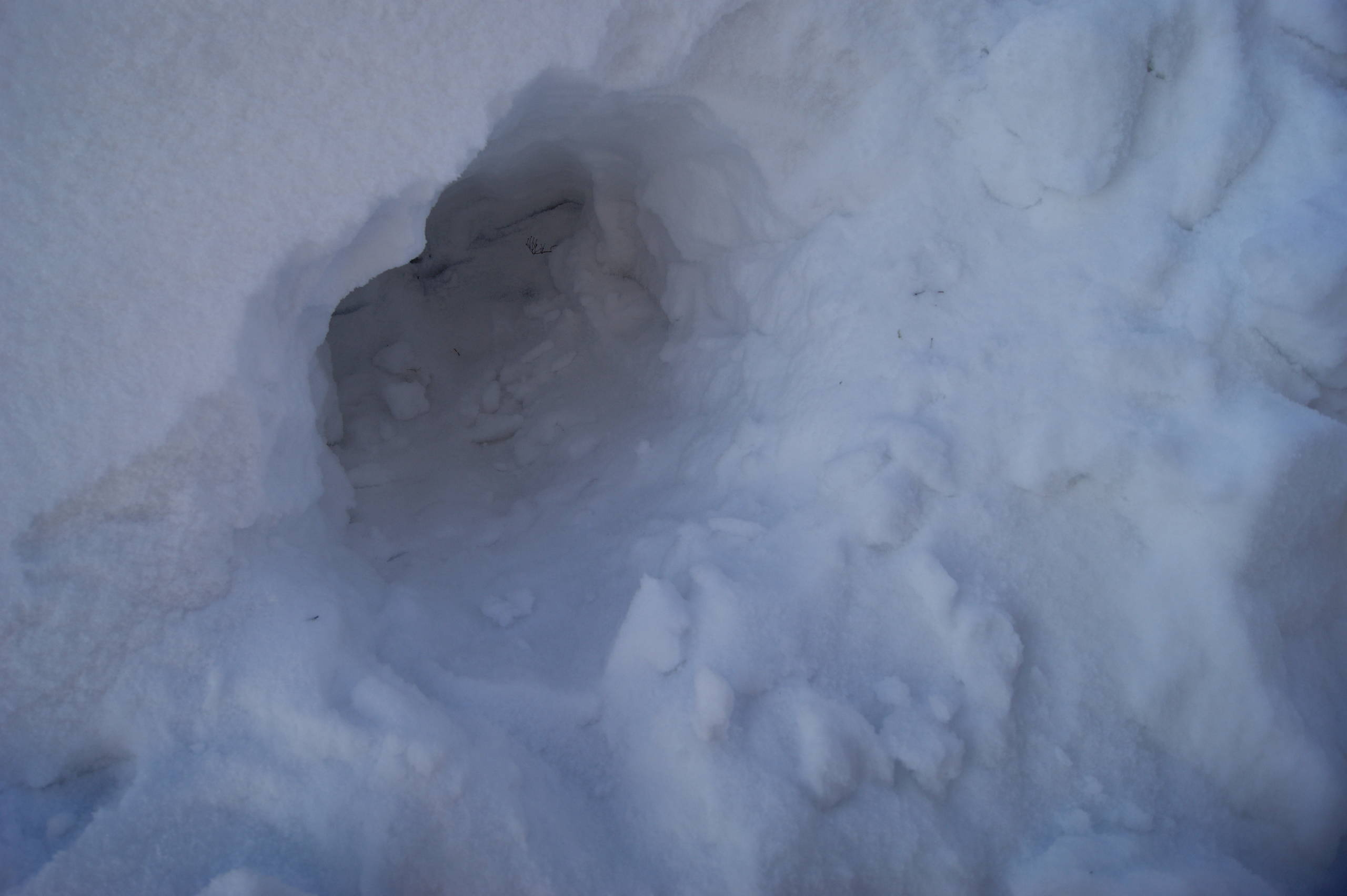 Как правильно: Сохранить саженцы роз до посадки