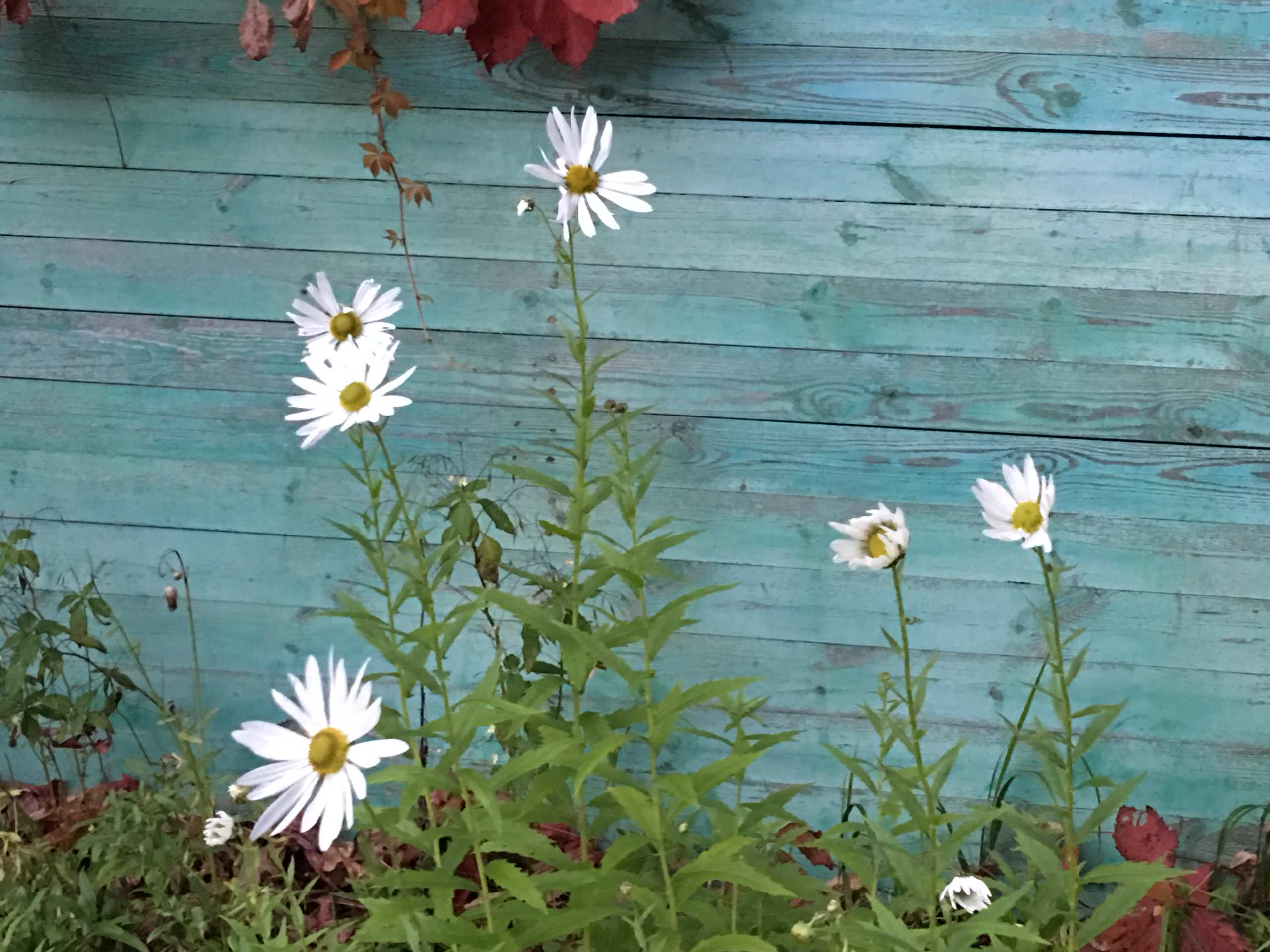 В гостях: Советская дача дизайнера Наташи Ломейко