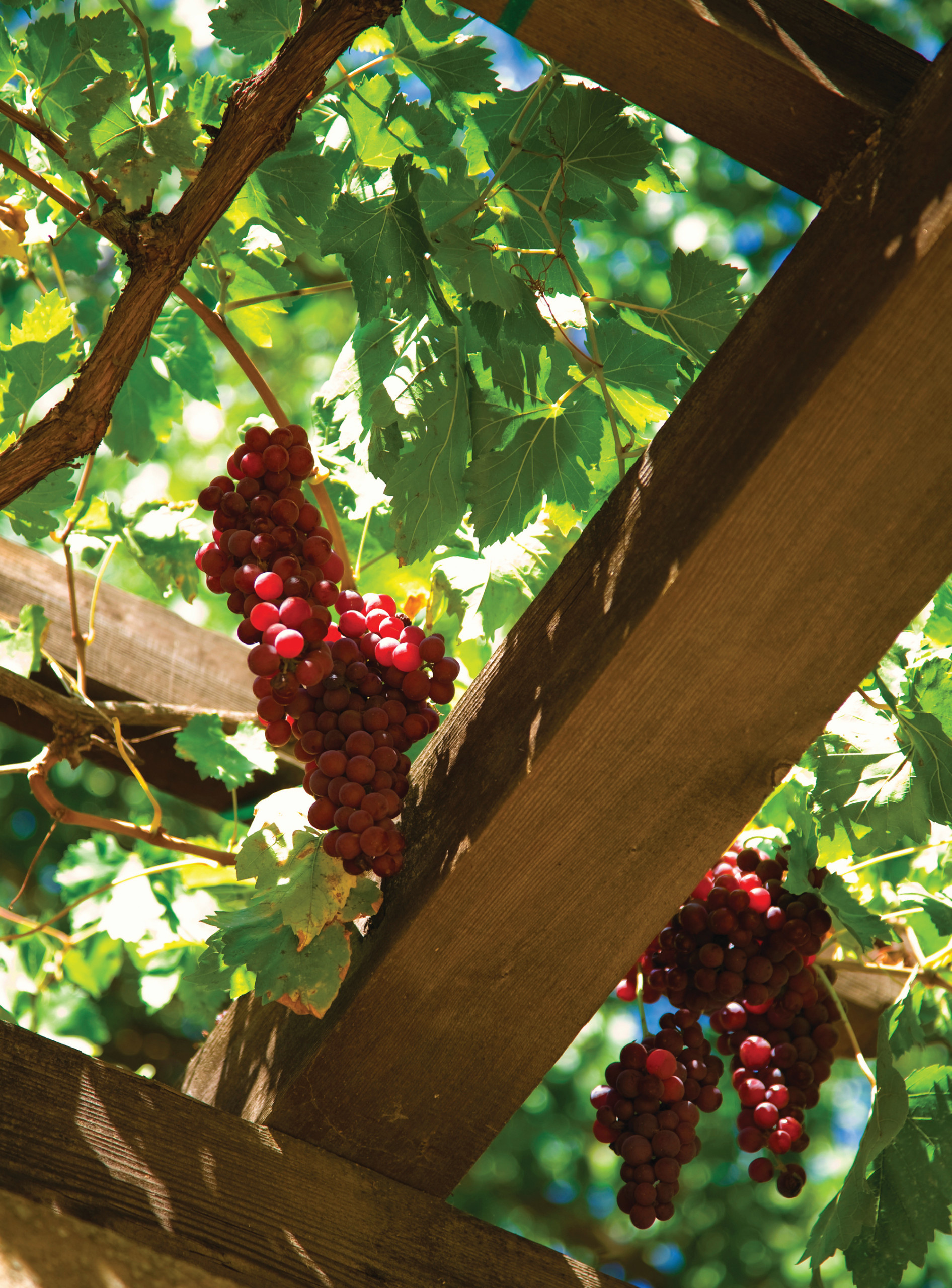 Увей меня нежно: Сажаем вьющиеся растения у забора, беседки и перголы