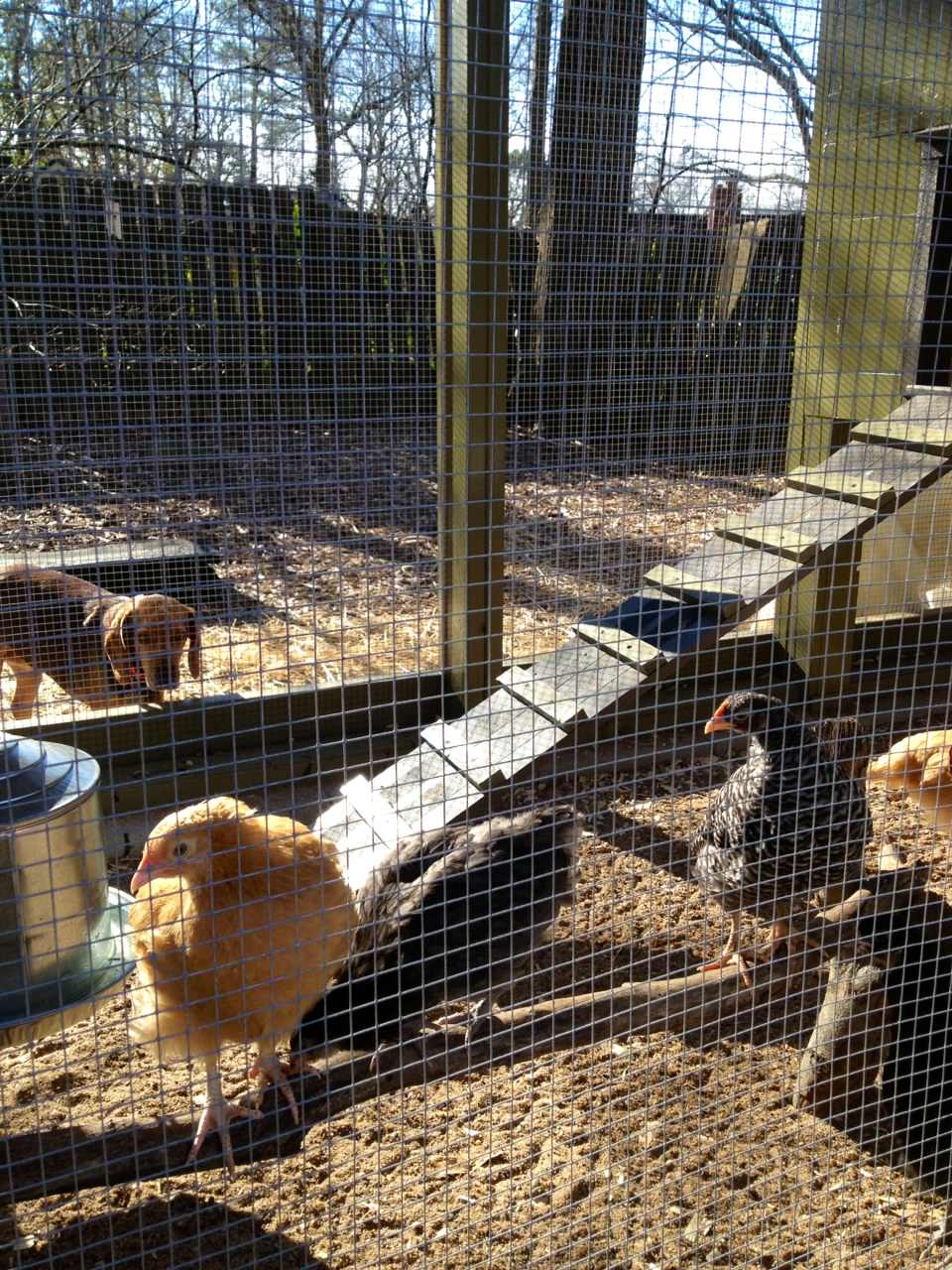 Вопрос: Как построить курятник своими руками