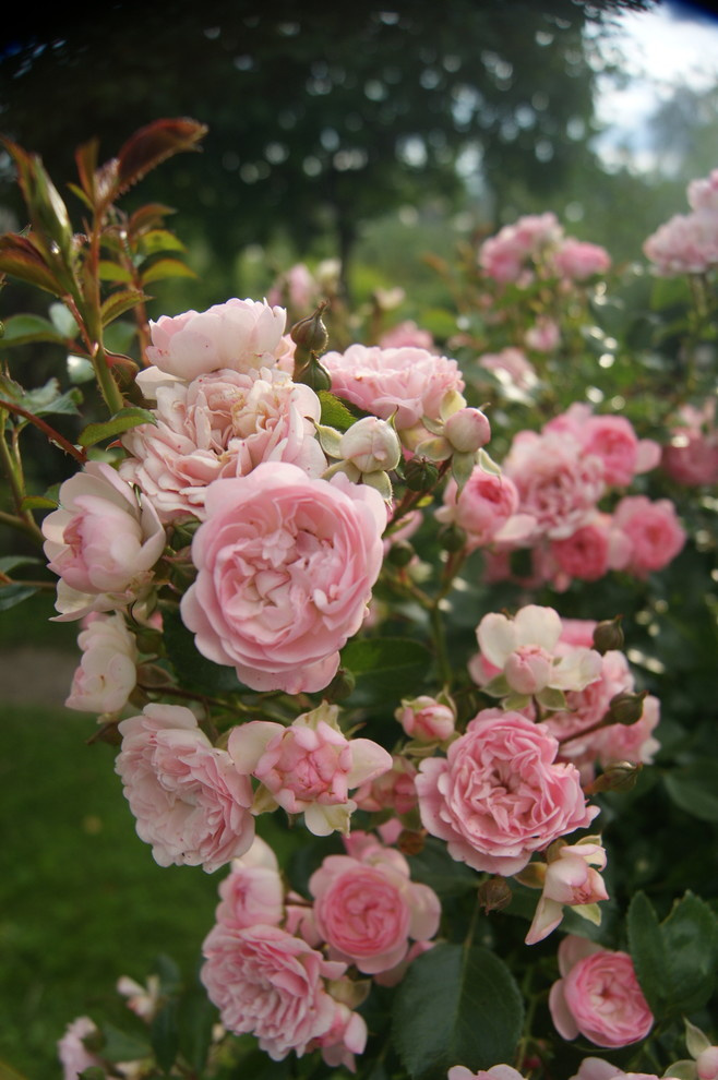 Как правильно: Ухаживать за розами летом