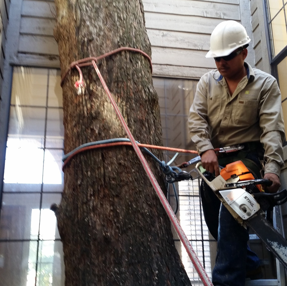 Зрелый сад: Как организовать уход за деревьями