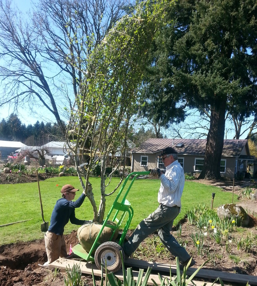 Как правильно: Пересадить взрослые деревья и кустарники