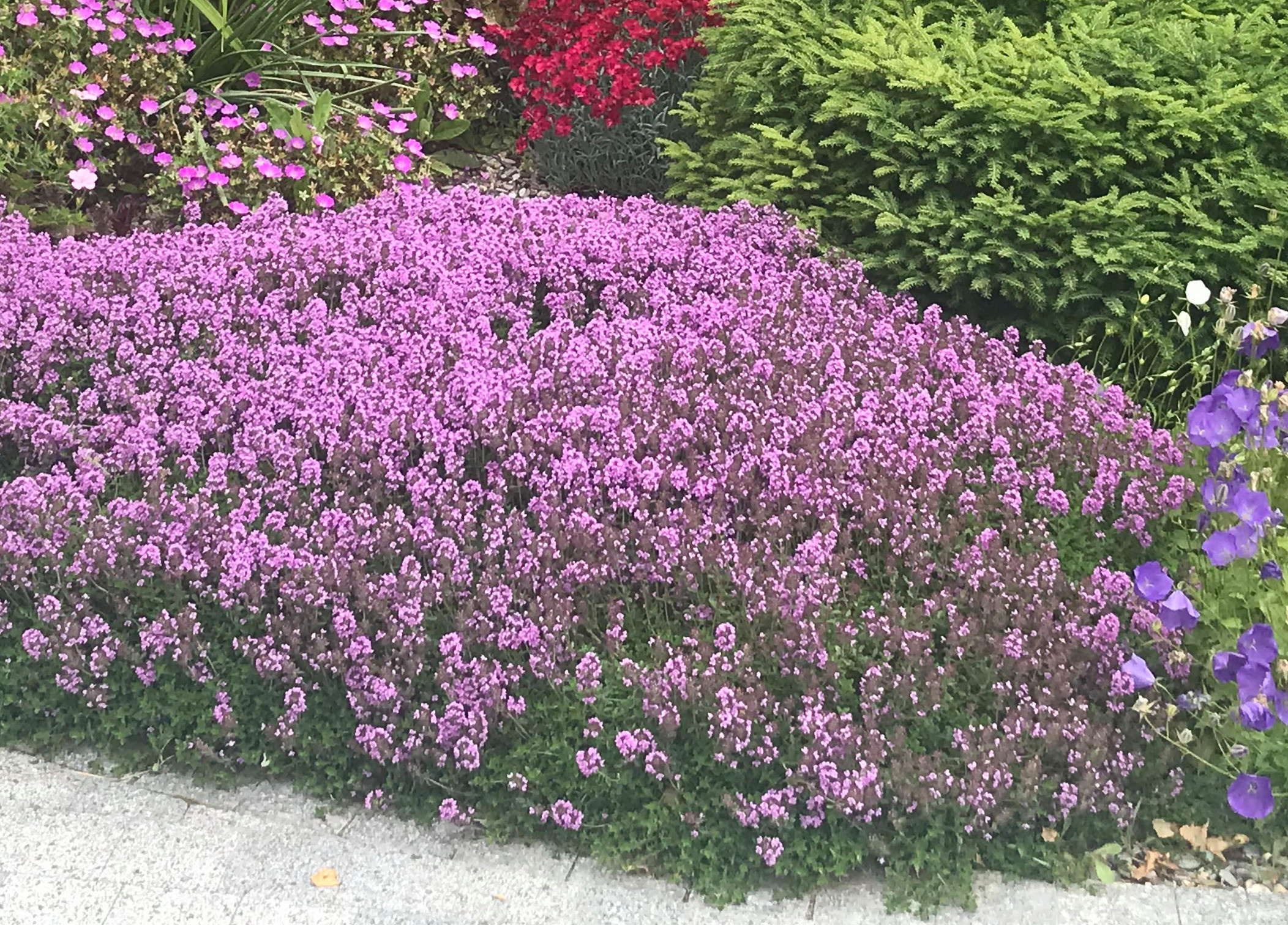 Как правильно: Сделать декоративный огород