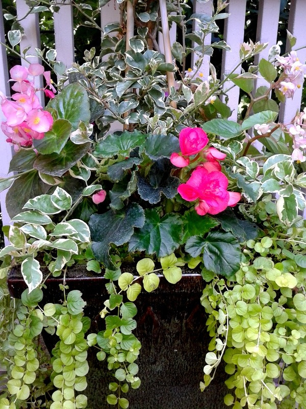 Фотоохота: 50 схем для высадки в летние кашпо