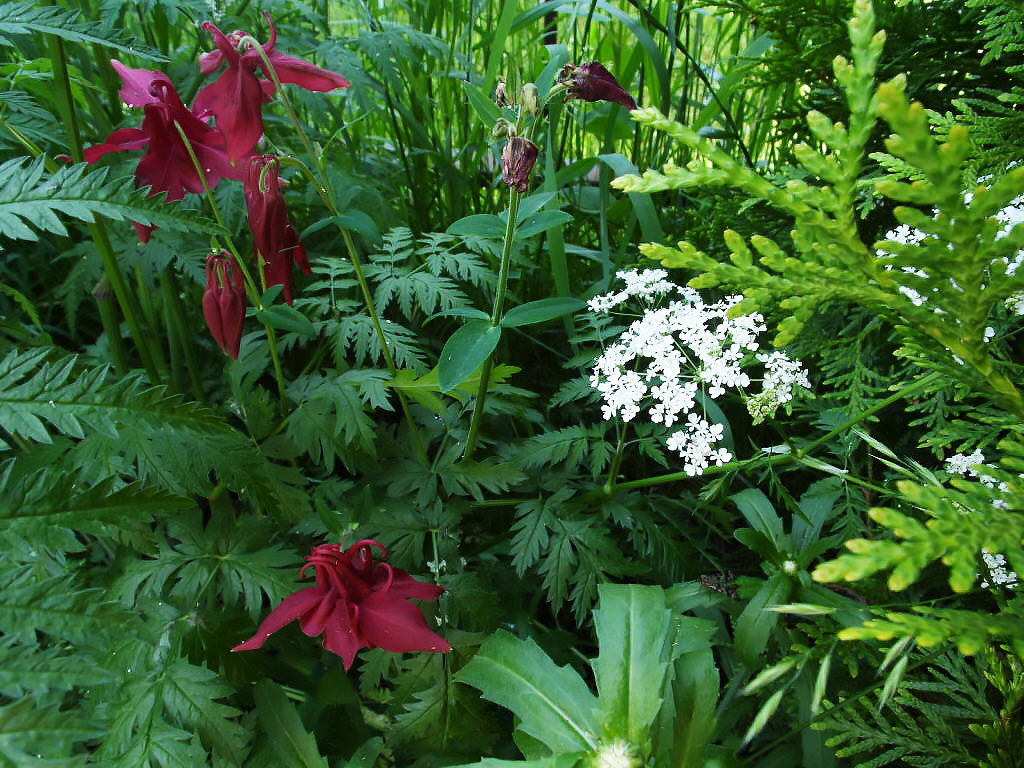 Что-то с чем-то: Как создавать композиции из растений