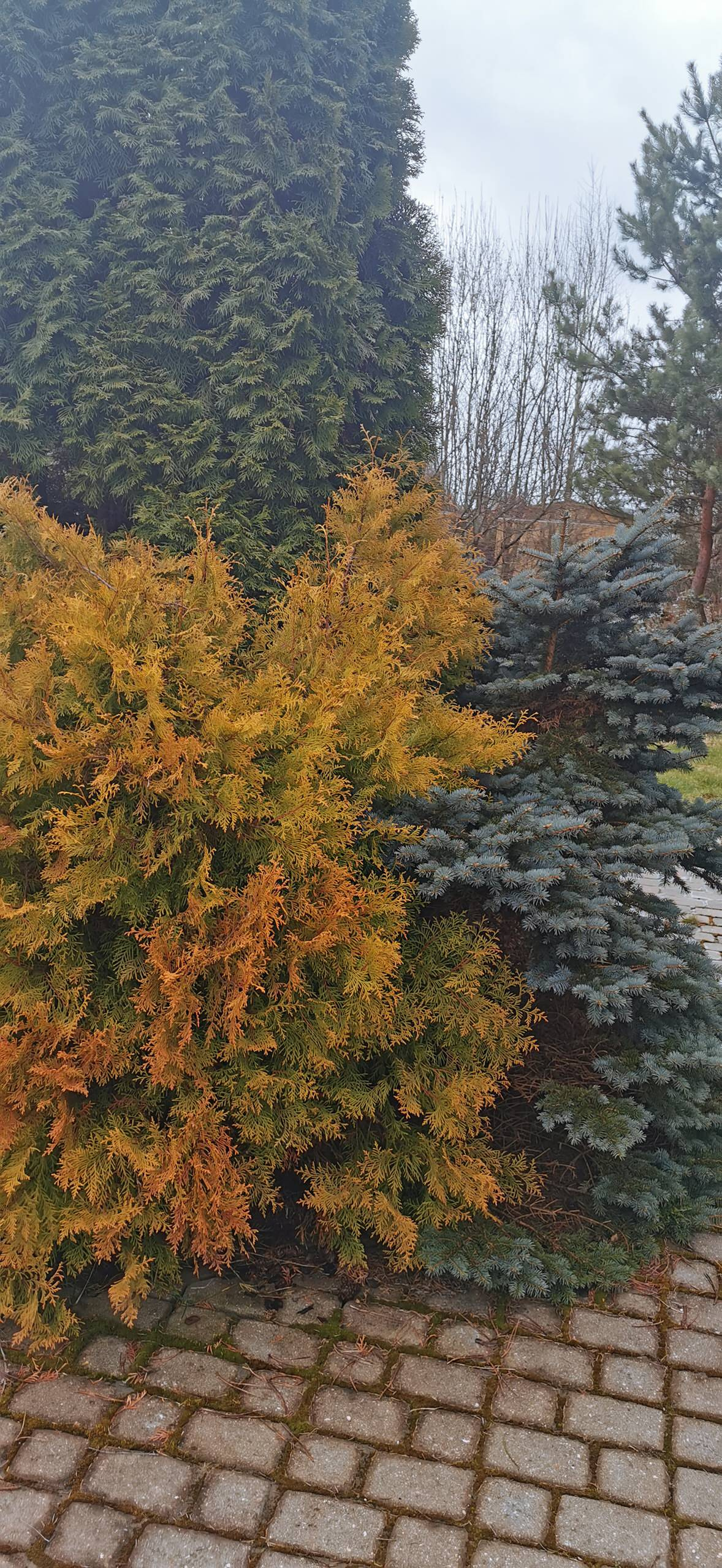 Как правильно: Реанимировать деревья и кусты весной