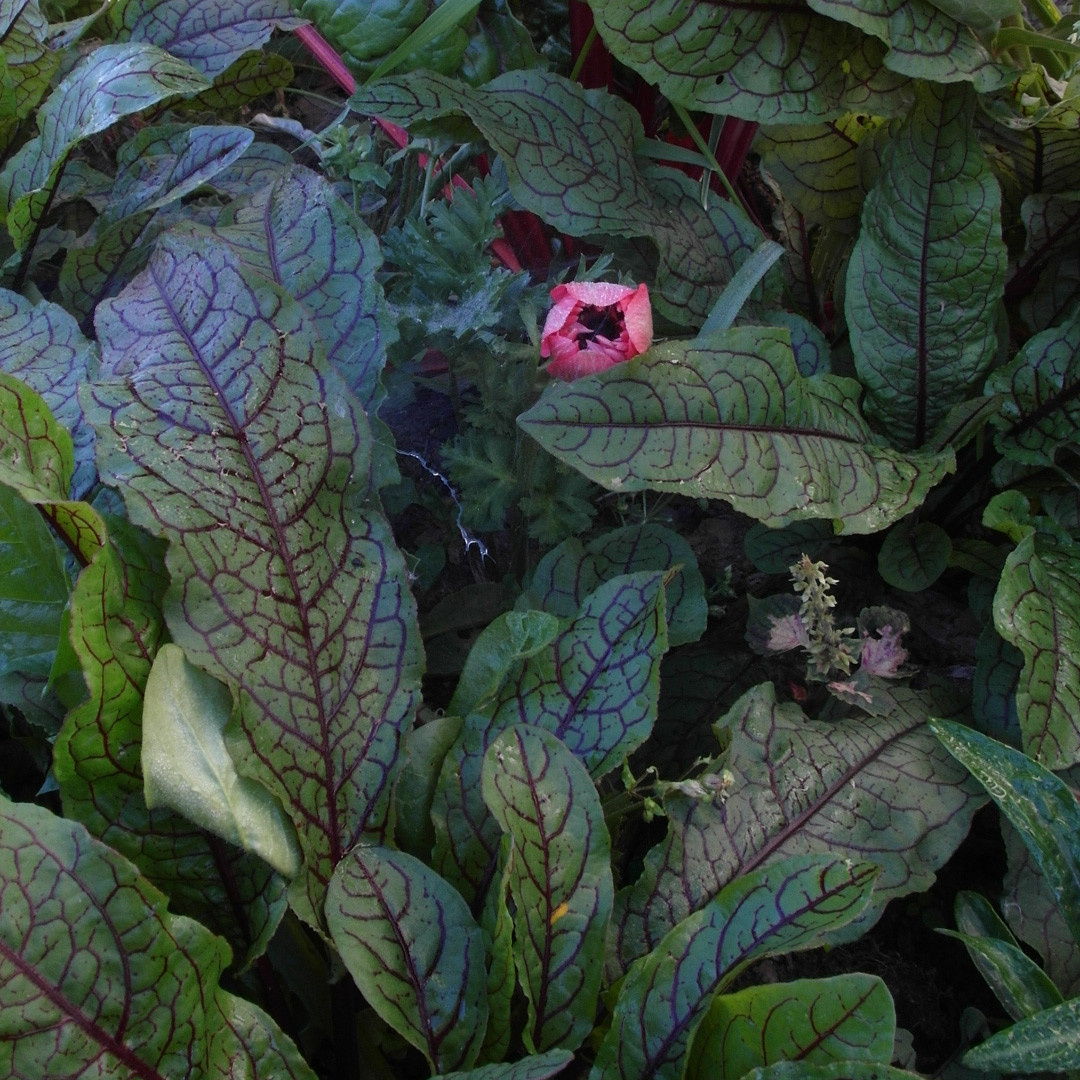 Что-то с чем-то: Как создавать композиции из растений