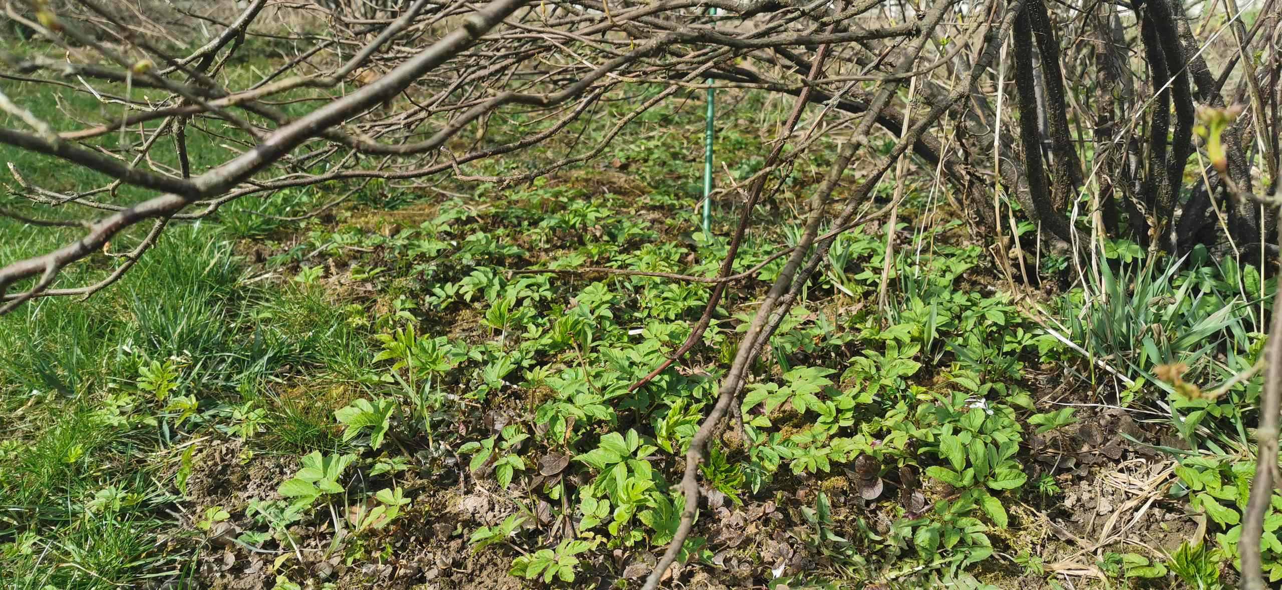 Как правильно: Делать зеленые смузи