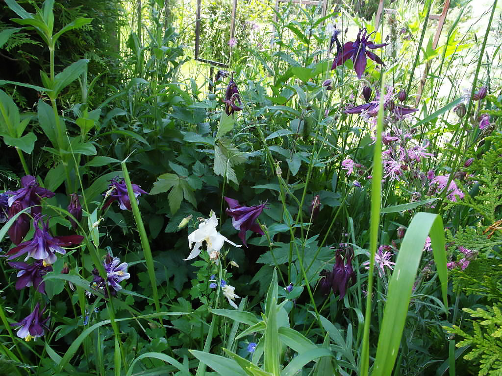 Что-то с чем-то: Как создавать композиции из растений