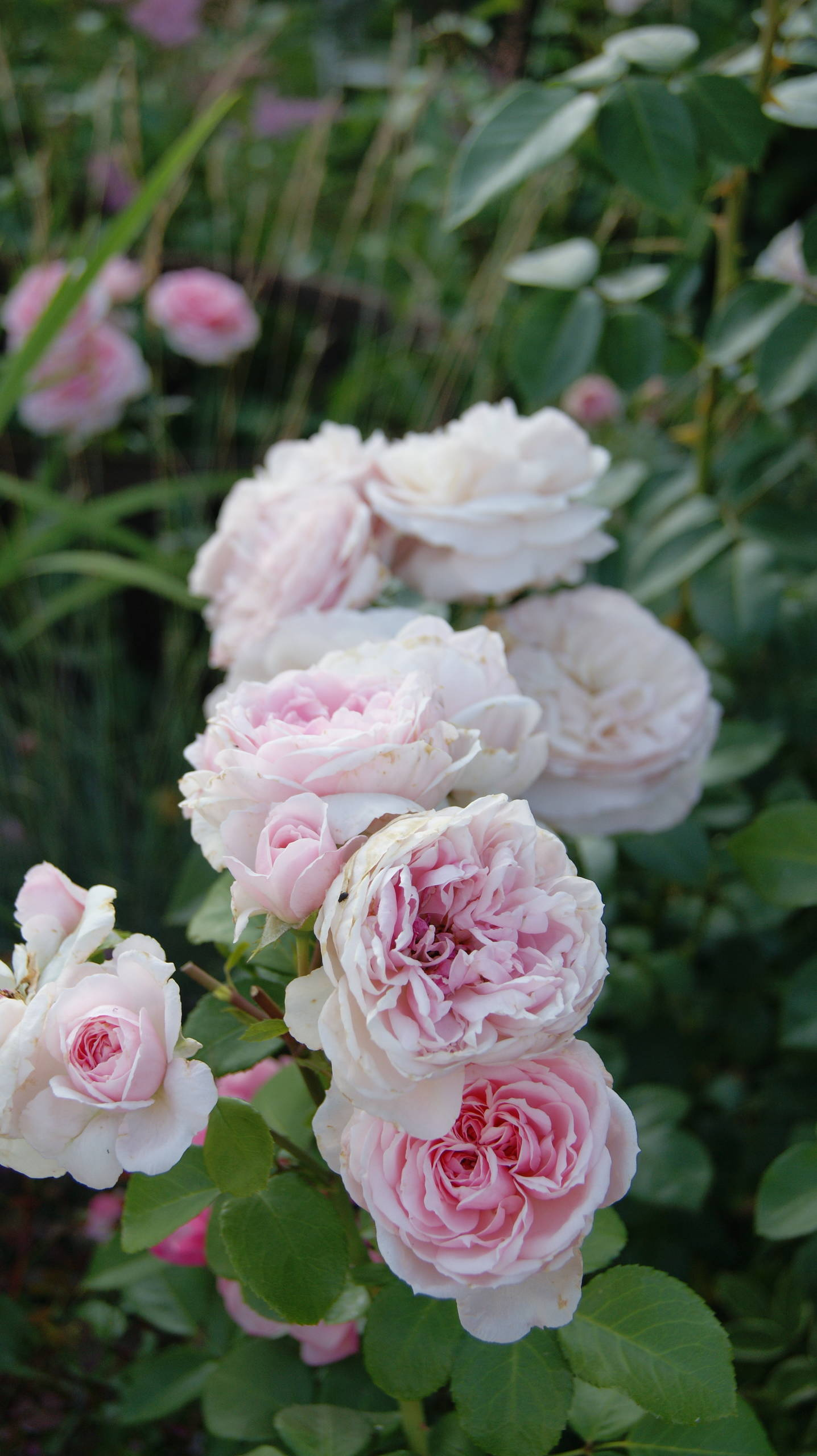 Как правильно: Обрезать садовые розы