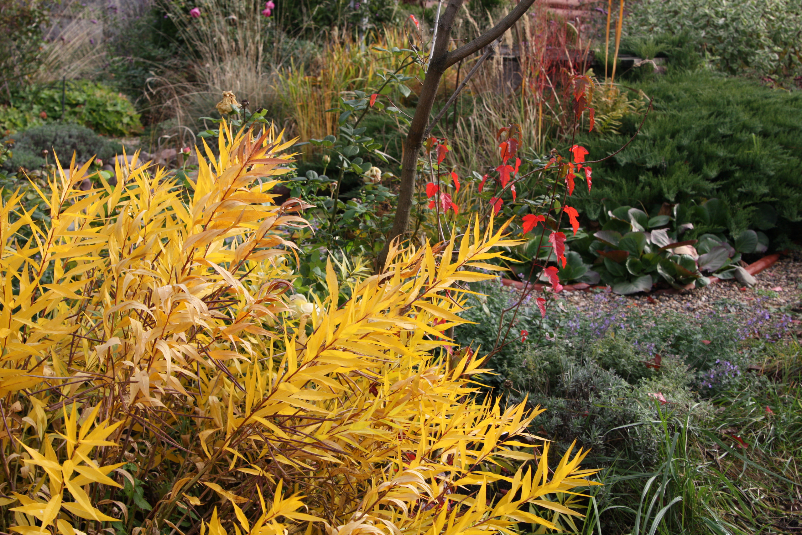 В гостях: Уютный сад с прудом на песках от выгоревшего торфа