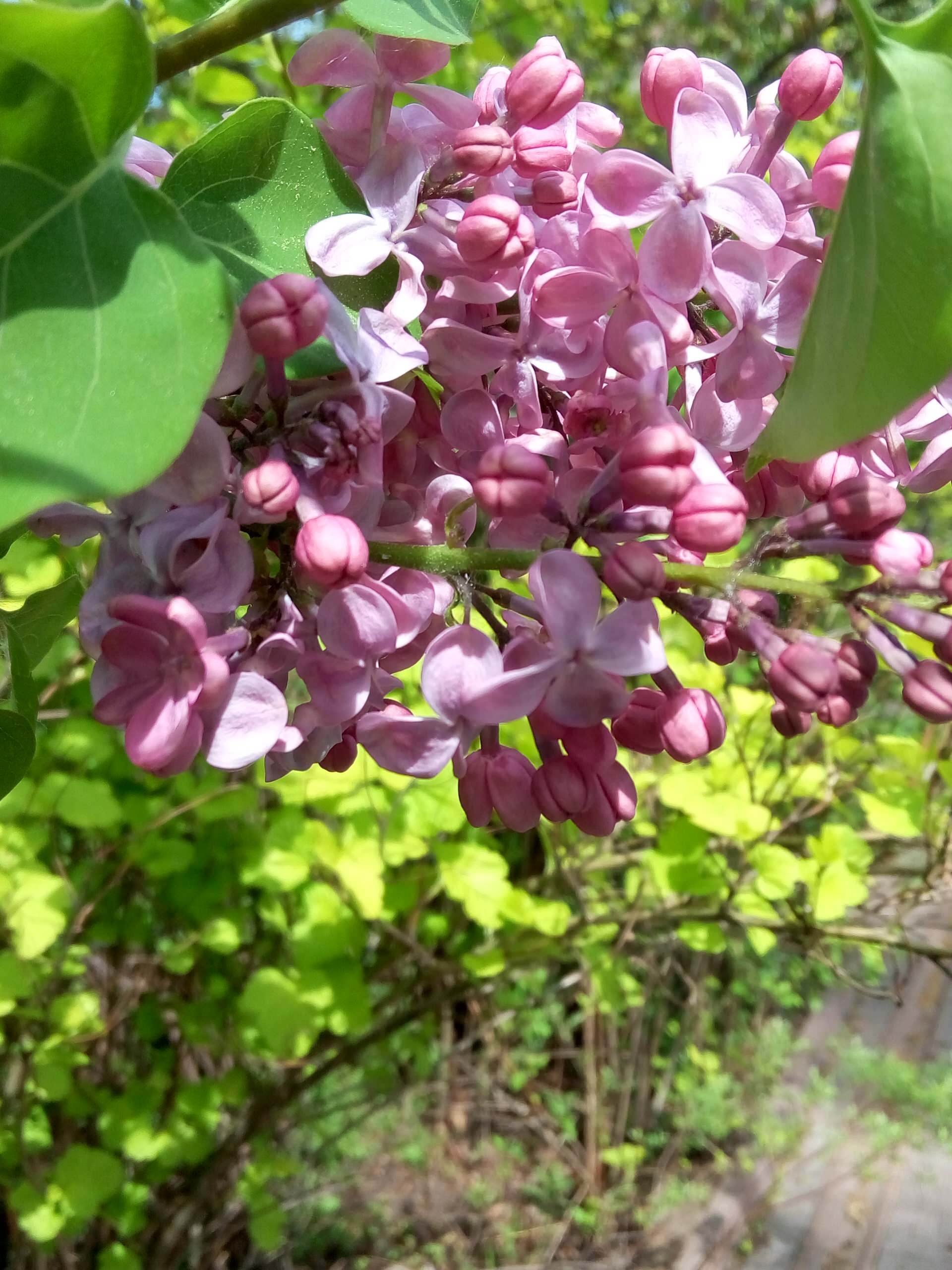 Хороший вопрос: «Сад малого ухода» — сказки ли это