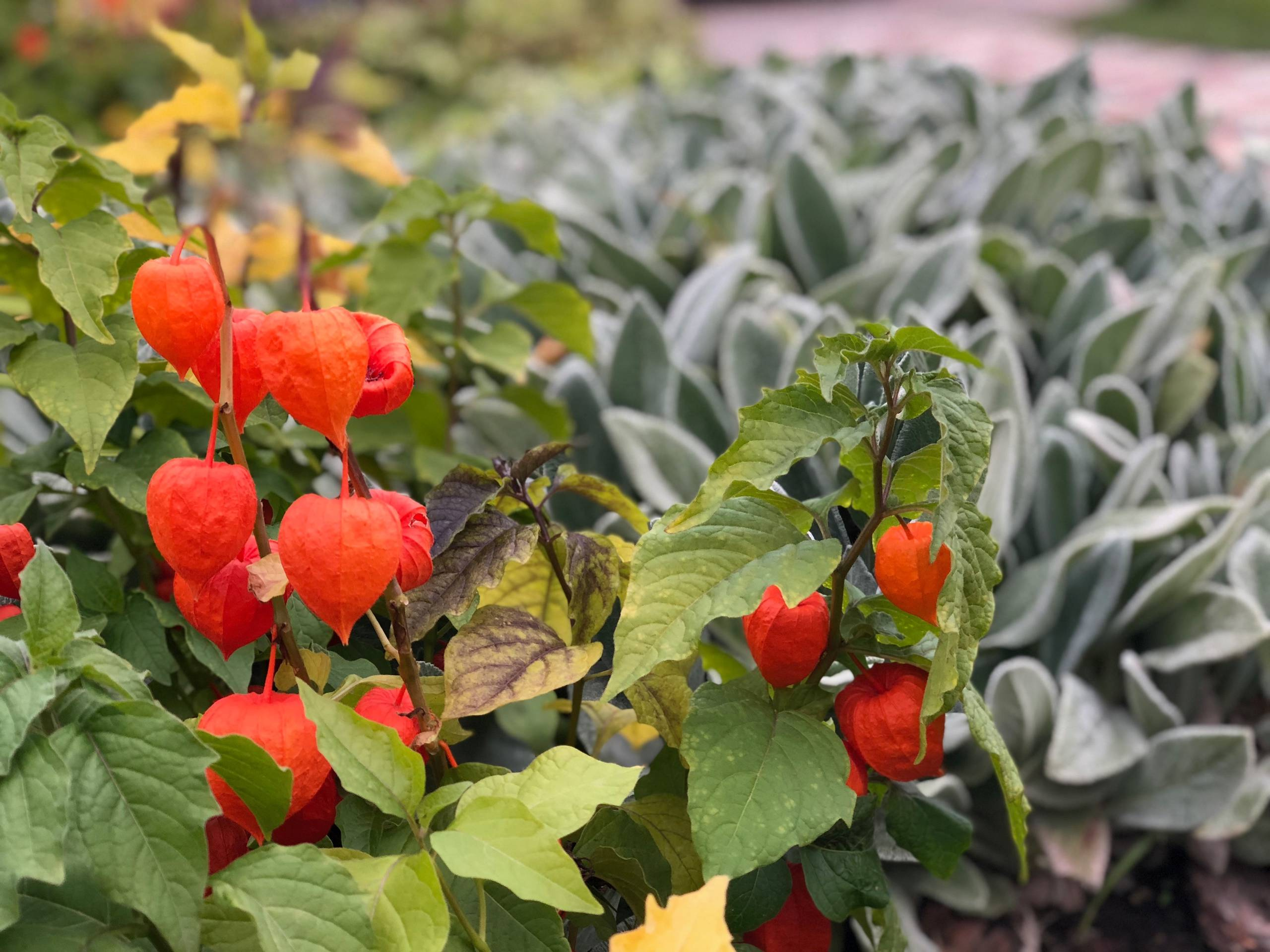 Проект недели: Пестрый сад в Рязанской области