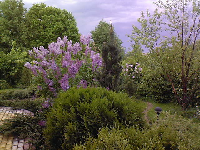 Как правильно: Выбрать и посадить сирень в своем саду