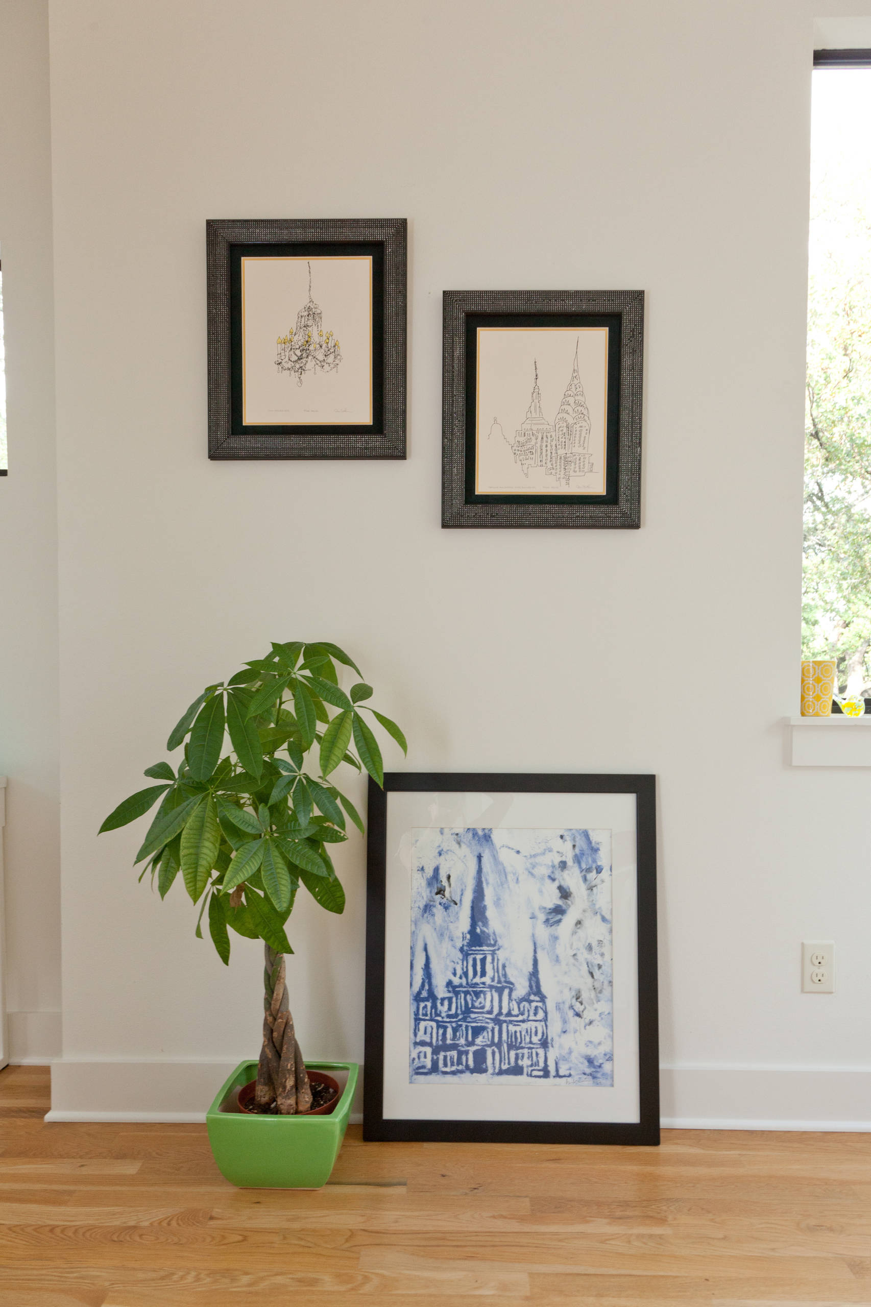 Денежное дерево: Топ-10 комнатных растений для богатства