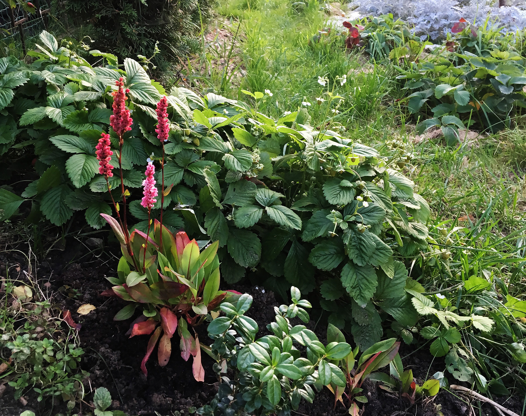 Что-то с чем-то: Как создавать композиции из растений