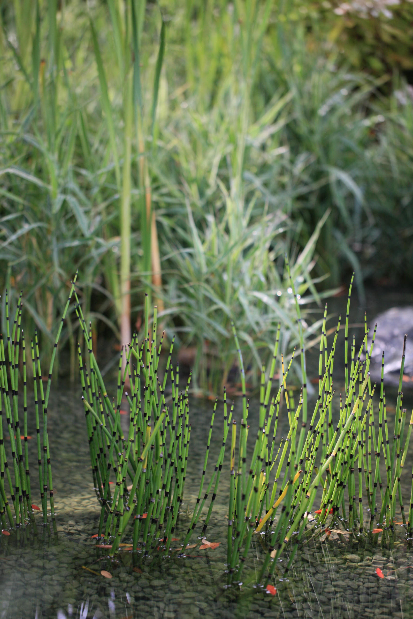 Проект недели: «Тайны соблазнов» — сад для Вячеслава Зайцева