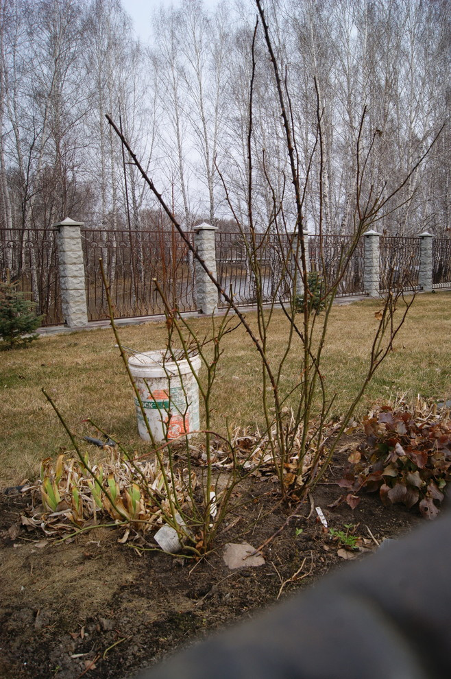 Как правильно: Обрезать садовые розы