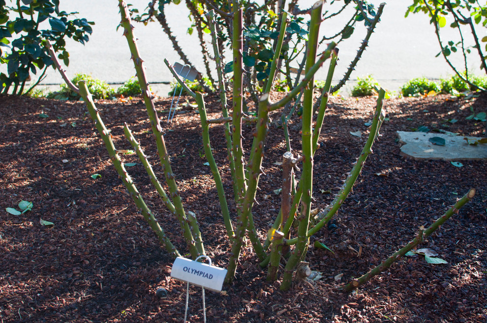 Как правильно: Ухаживать за розами летом