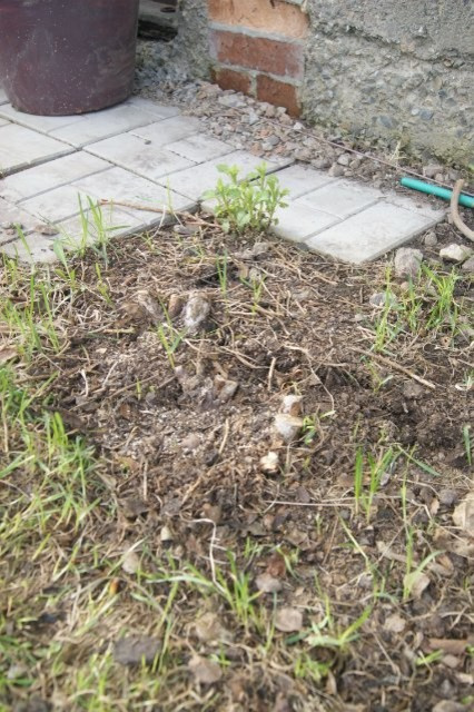 Личный опыт: Скорая помощь для роз