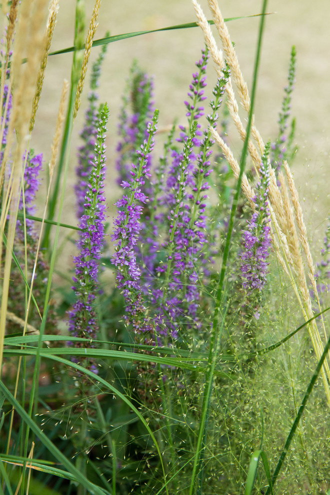 Проект недели: Английский сад о звуке, удивившем мир садоводства