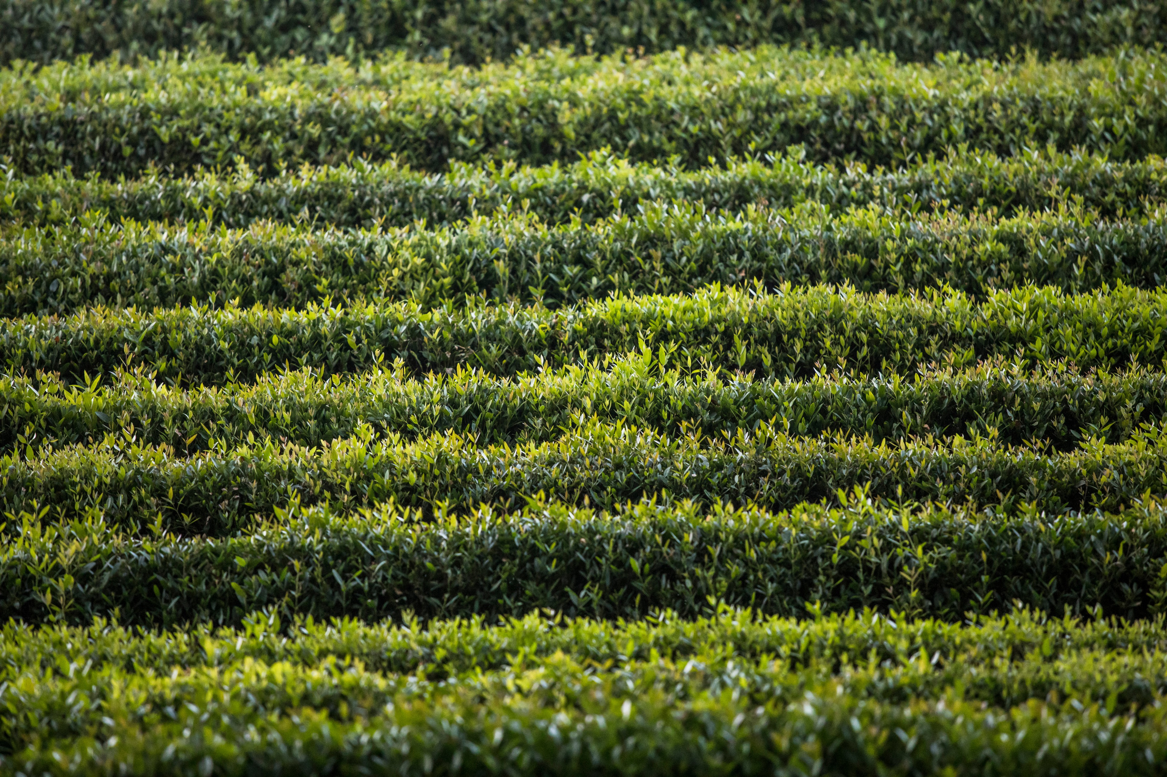 Проект недели: Сад русского дизайнера в нормандском Этретa