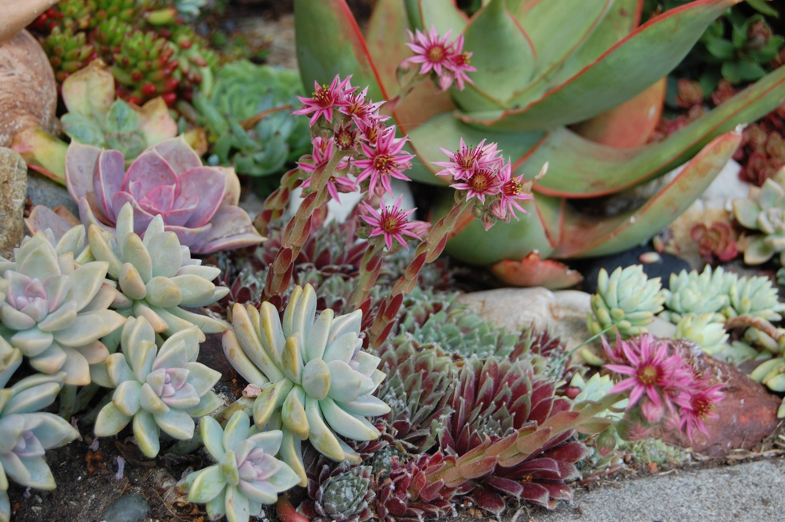 Как ухаживать за суккулентами в домашних условиях