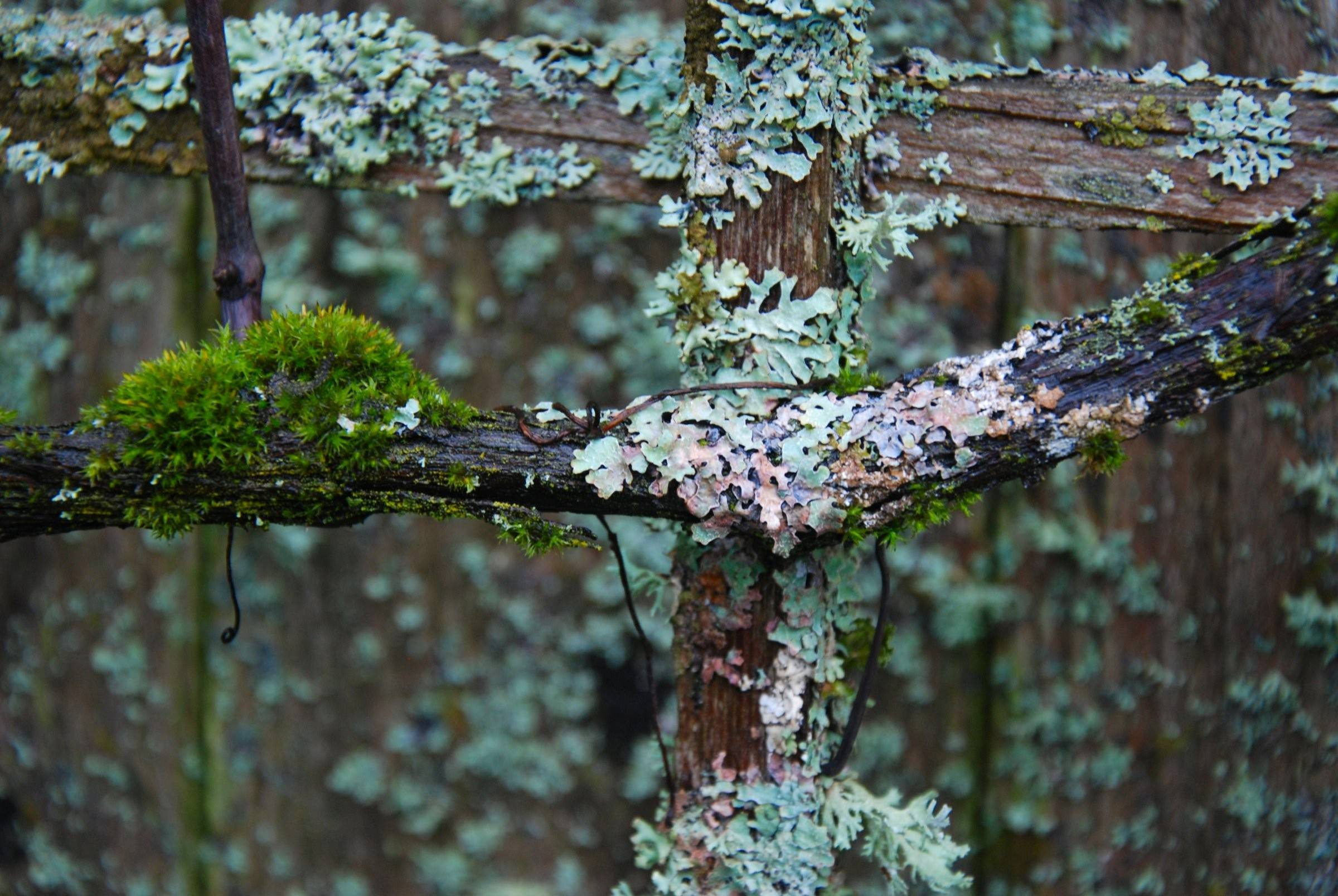 Вопрос: Какие работы важно проводить в саду зимой