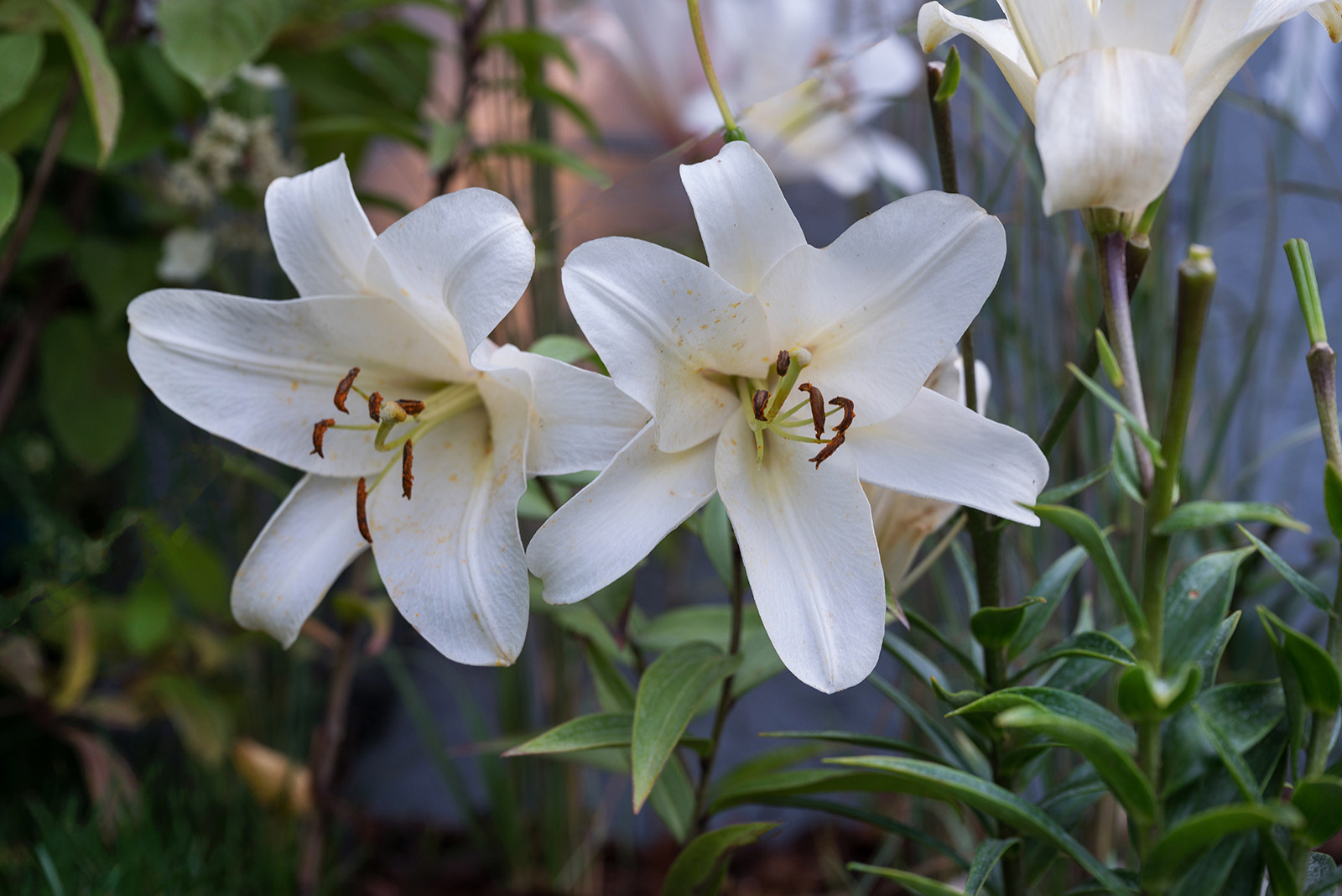 Проект недели: «Тайны соблазнов» — сад для Вячеслава Зайцева
