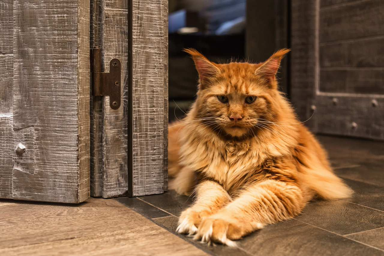 В гостях: Дом в серых тонах для бизнес-леди