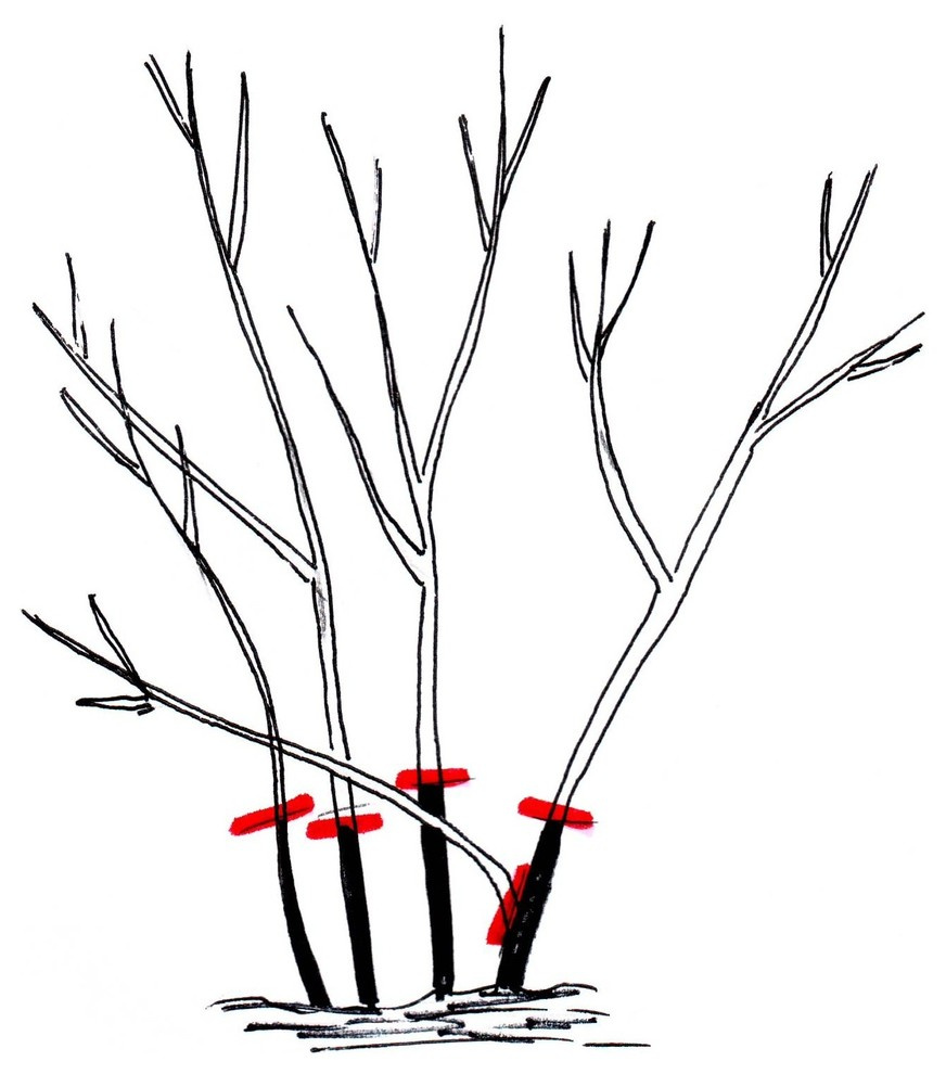 Как правильно: Обрезать садовые розы
