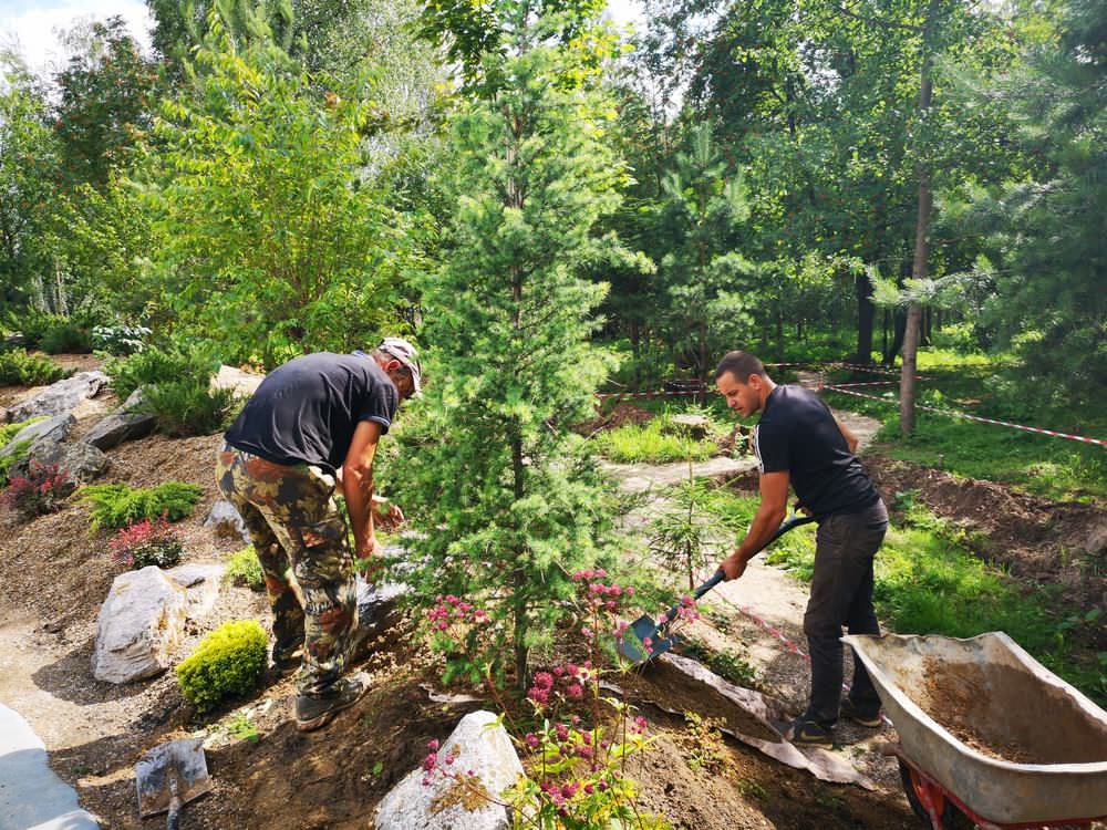 Как правильно: Пересадить взрослые деревья и кустарники